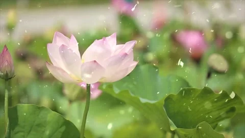 Spring Snowfall on Blooming Trees and Plants Stock-Footage 330277372