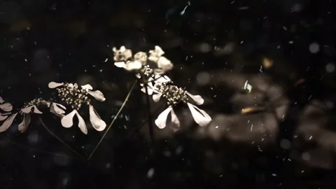 Spring Snowfall on Blooming Trees and Plants Stock Footage 330277389