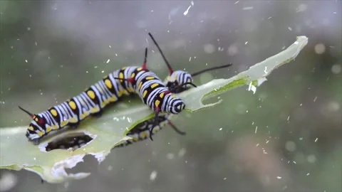 Spring Snowfall on Blooming Trees and Plants Stock Footage 330277400