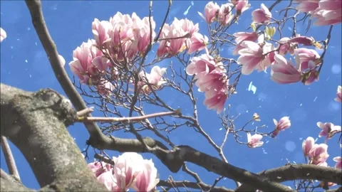 Spring Snowfall on Blooming Trees and Plants Video stock 330277401