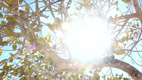 Spring Snowfall on Blooming Trees and Plants Video stock 330277403