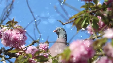 Spring Snowfall on Blooming Trees and Plants Stock Footage 330277410