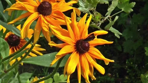 Spring Snowfall on Blooming Trees and Plants Stock Footage 330277438