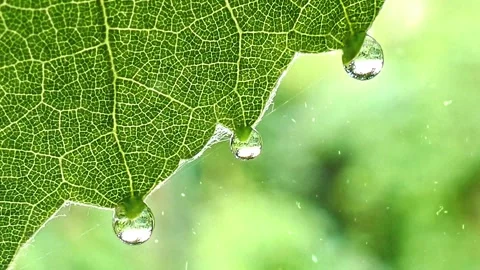 Spring Snowfall on Blooming Trees and Plants Stock Footage 330277444