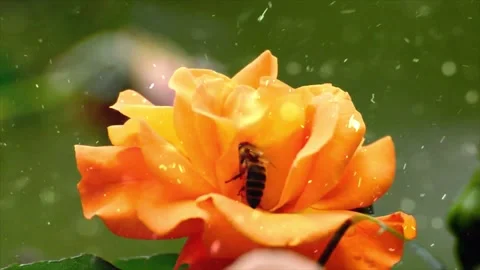 Spring Snowfall on Blooming Trees and Plants Stock Footage 330277445