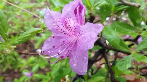 Spring Snowfall on Blooming Trees and Plants Video stock 330277461