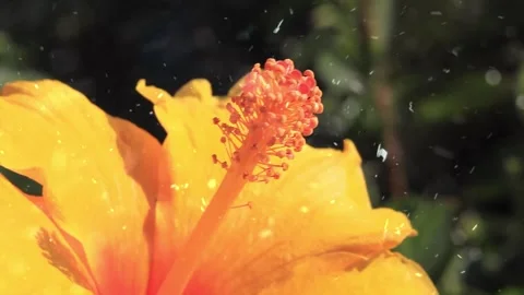 Spring Snowfall on Blooming Trees and Plants Stock Footage 330277462