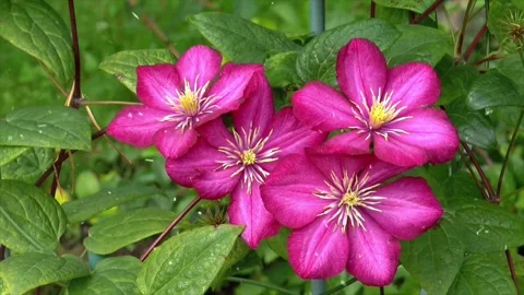 Spring Snowfall on Blooming Trees and Plants Stock-Footage 330277463