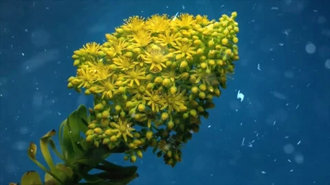 Spring Snowfall on Blooming Trees and Plants 스톡 동영상 330277483