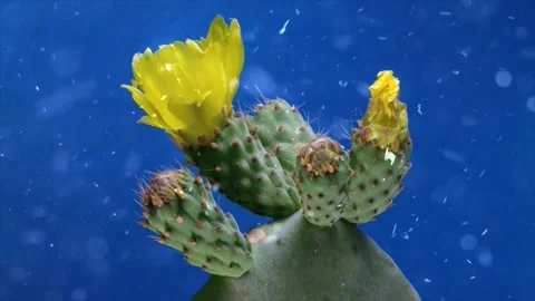 Spring Snowfall on Blooming Trees and Plants Stock Footage 330277487