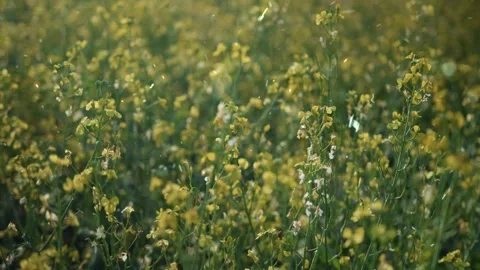 Spring Snowfall on Blooming Trees and Plants 스톡 동영상 330277495