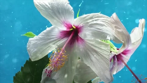 Spring Snowfall on Blooming Trees and Plants Stock-Footage 330277502