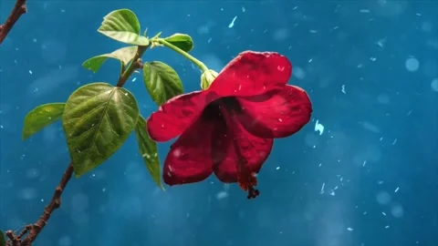 Spring Snowfall on Blooming Trees and Plants Stock Footage 330277503