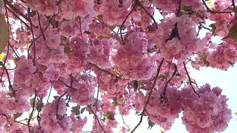 Spring Snowfall on Blooming Trees and Plants Video stock 330277515