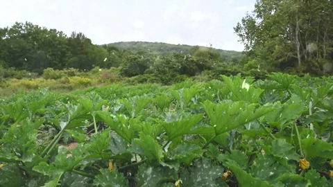 Spring Snowfall on Blooming Trees and Plants Stock Footage 330277519