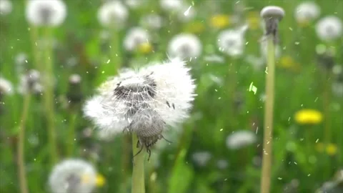 Spring Snowfall on Blooming Trees and Plants Stock Footage 330277524