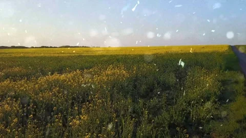 Spring Snowfall on Blooming Trees and Plants Stock Footage 330277571