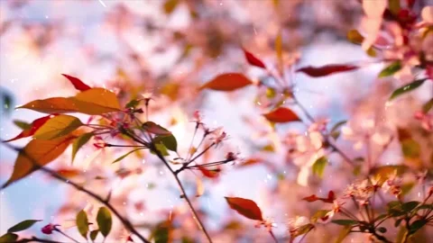 Spring Snowfall on Blooming Trees and Plants Stock Footage 330277618