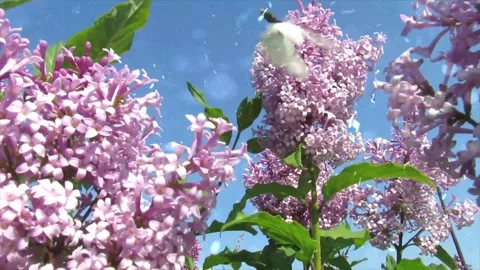 Spring Snowfall on Blooming Trees and Plants Video stock 330277653