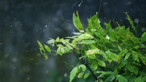 Spring Snowfall on Blooming Trees and Plants Stock Footage 330277676