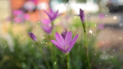 Spring Snowfall on Blooming Trees and Plants Stock Footage 330277677