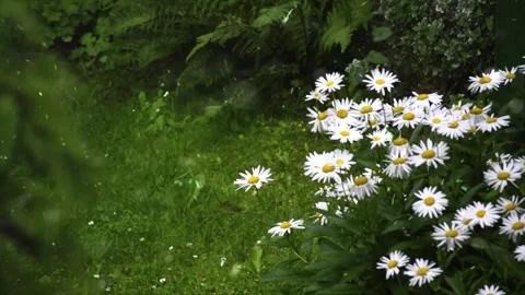 Spring Snowfall on Blooming Trees and Plants 스톡 동영상 330277678