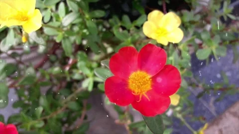 Spring Snowfall on Blooming Trees and Plants Stock Footage 330277691