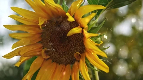 Spring Snowfall on Blooming Trees and Plants Stock Footage 330277704