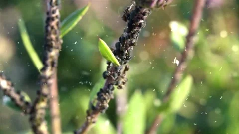 Spring Snowfall on Blooming Trees and Plants Stock Footage 330277705
