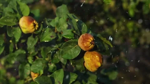 Spring Snowfall on Blooming Trees and Plants Stock Footage 330277706
