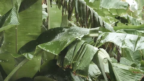Spring Snowfall on Blooming Trees and Plants Stock Footage 330277714