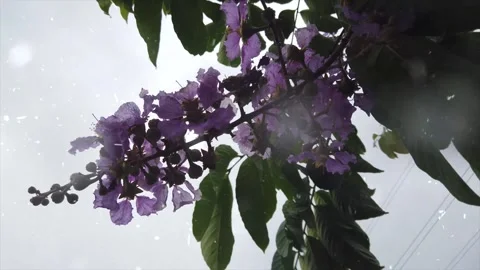 Spring Snowfall on Blooming Trees and Plants Stock Footage 330277723