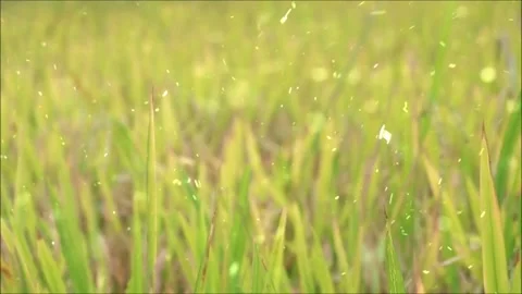 Spring Snowfall on Blooming Trees and Plants Stock Footage 330277728