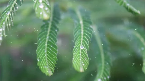 Spring Snowfall on Blooming Trees and Plants Stock Footage 330277735