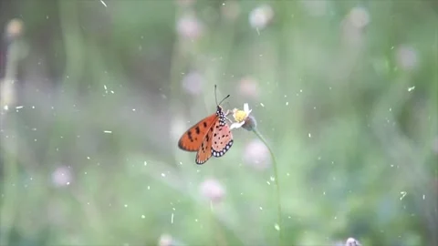 Spring Snowfall on Blooming Trees and Plants Video stock 330277736