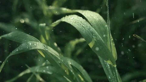 Spring Snowfall on Blooming Trees and Plants Vídeo Stock 330277749