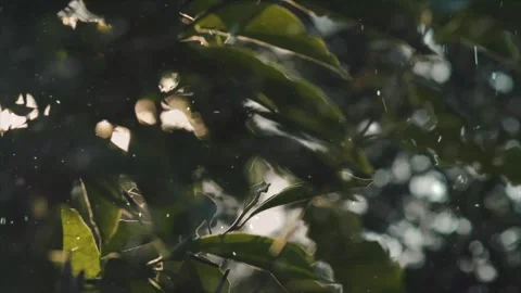 Spring Snowfall on Blooming Trees and Plants Stock Footage 330277750