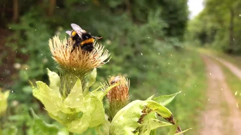 Spring Snowfall on Blooming Trees and Plants Stock Footage 330277784
