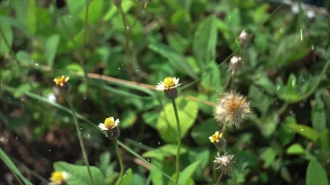 Spring Snowfall on Blooming Trees and Plants Stock Footage 330277785