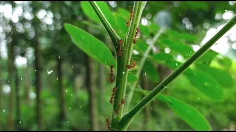 Spring Snowfall on Blooming Trees and Plants Stock Footage 330277805