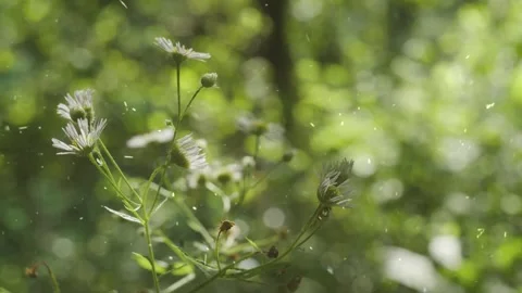 Spring Snowfall on Blooming Trees and Plants 스톡 동영상 330277806