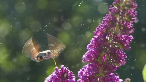 Spring Snowfall on Blooming Trees and Plants Stock Footage 330277817