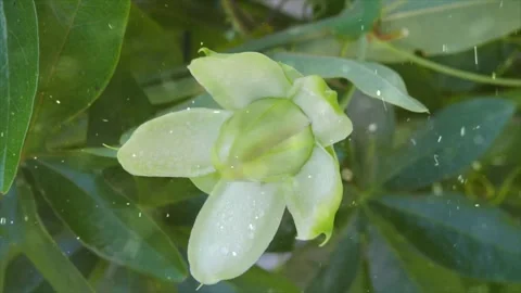 Spring Snowfall on Blooming Trees and Plants Stock Footage 330277819