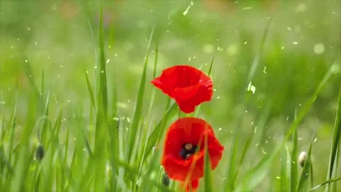 Spring Snowfall on Blooming Trees and Plants Stock Footage 330277831
