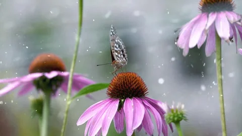 Spring Snowfall on Blooming Trees and Plants Stock Footage 330277832