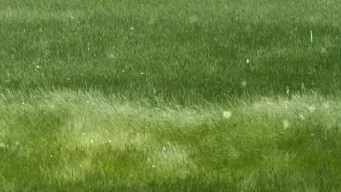 Spring Snowfall on Blooming Trees and Plants Stock Footage 330277833