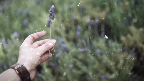 Spring Snowfall on Blooming Trees and Plants Video stock 330277868