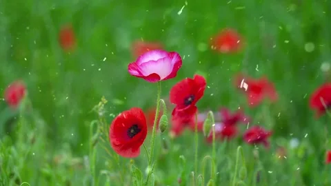 Spring Snowfall on Blooming Trees and Plants Stock Footage 330277874