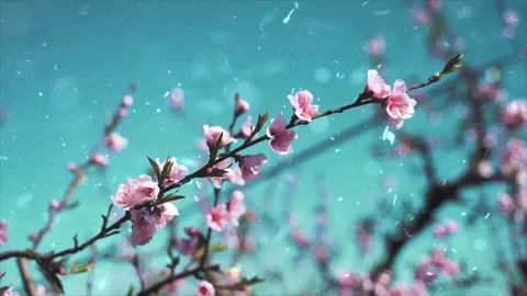 Spring Snowfall on Blooming Trees and Plants Stock Footage 330277875