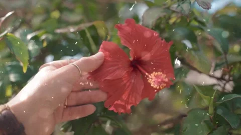 Spring Snowfall on Blooming Trees and Plants Stock-Footage 330277901